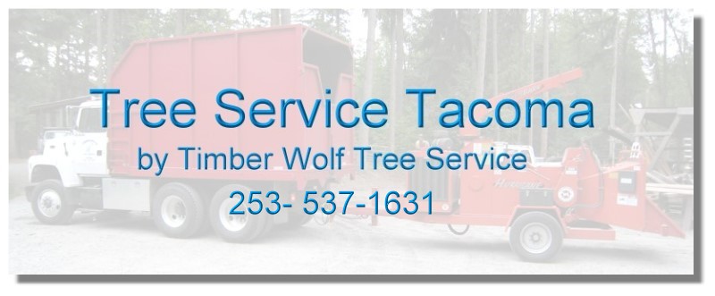 Tacoma Tree Service